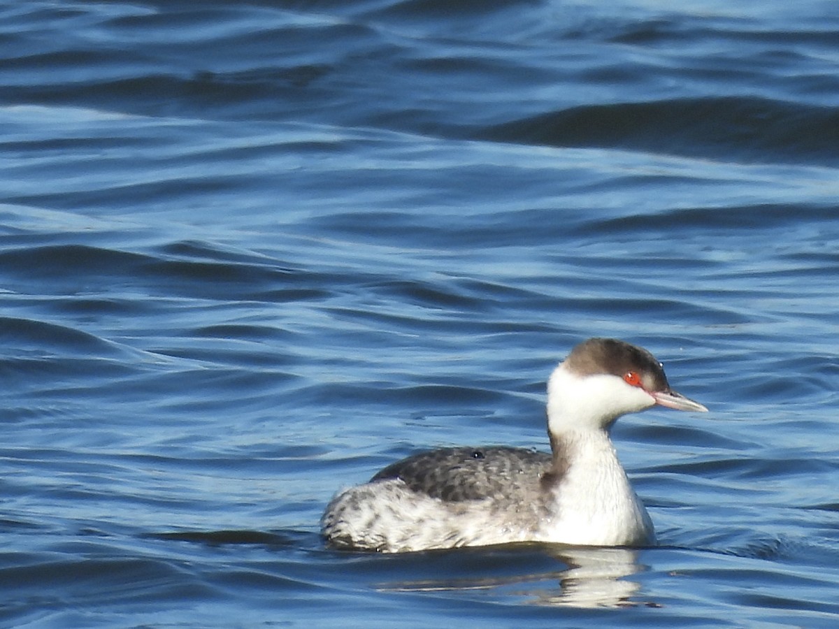 Zampullín Cuellirrojo - ML648441551