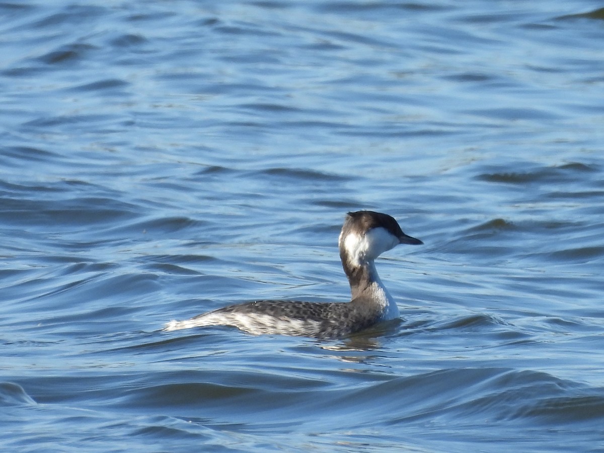 Zampullín Cuellirrojo - ML648441555