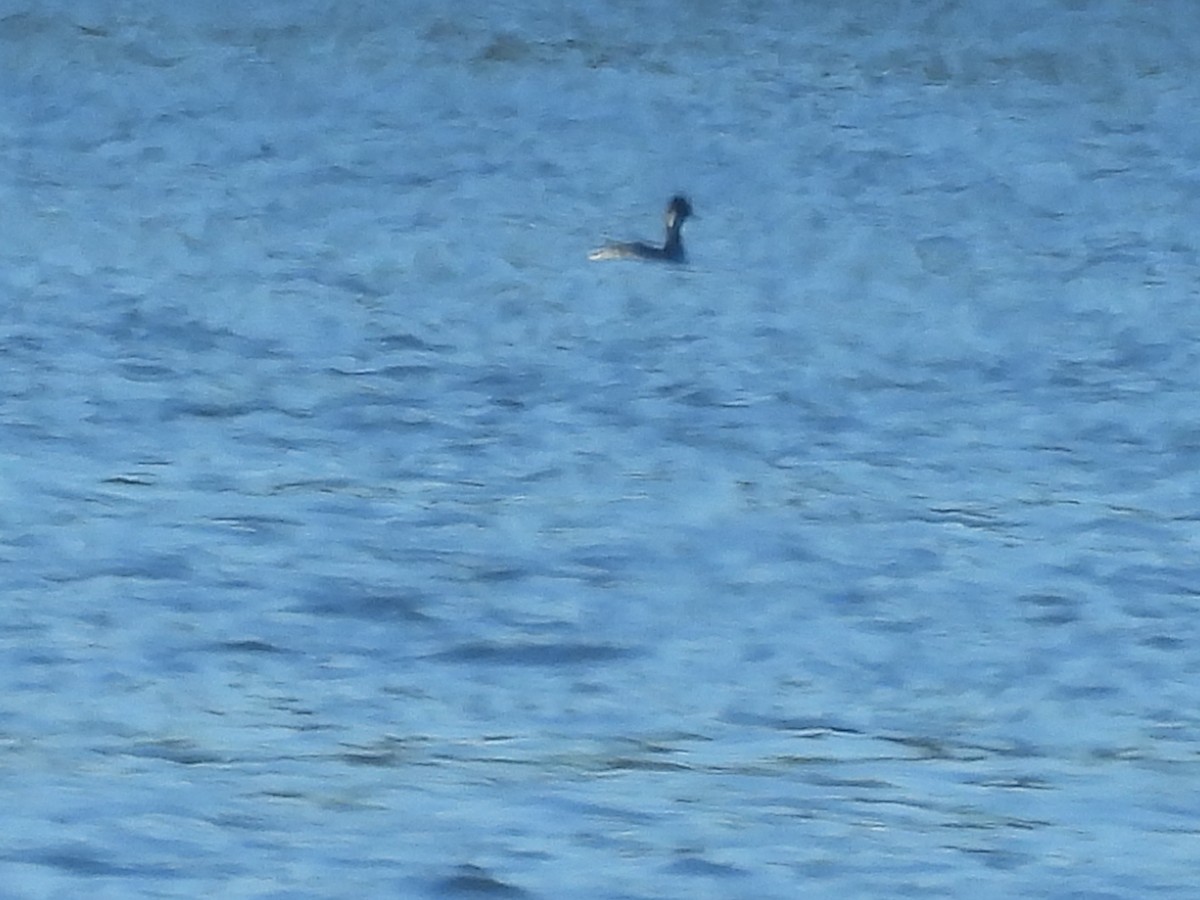 Somormujo/Zampullín/Achichilique (Podicipedidae) sp. - ML648441599