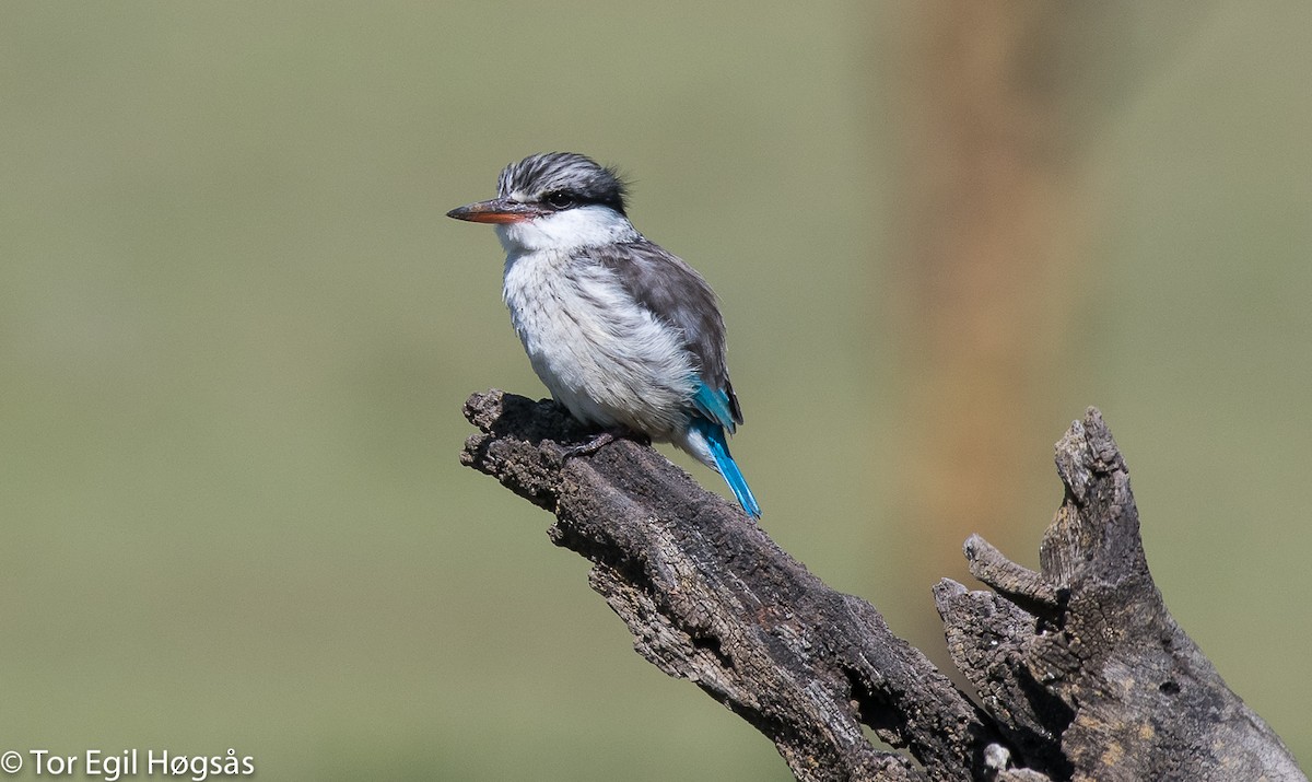 Striped Kingfisher - ML64844161