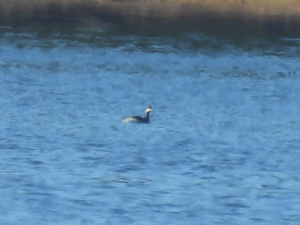Somormujo/Zampullín/Achichilique (Podicipedidae) sp. - ML648441613