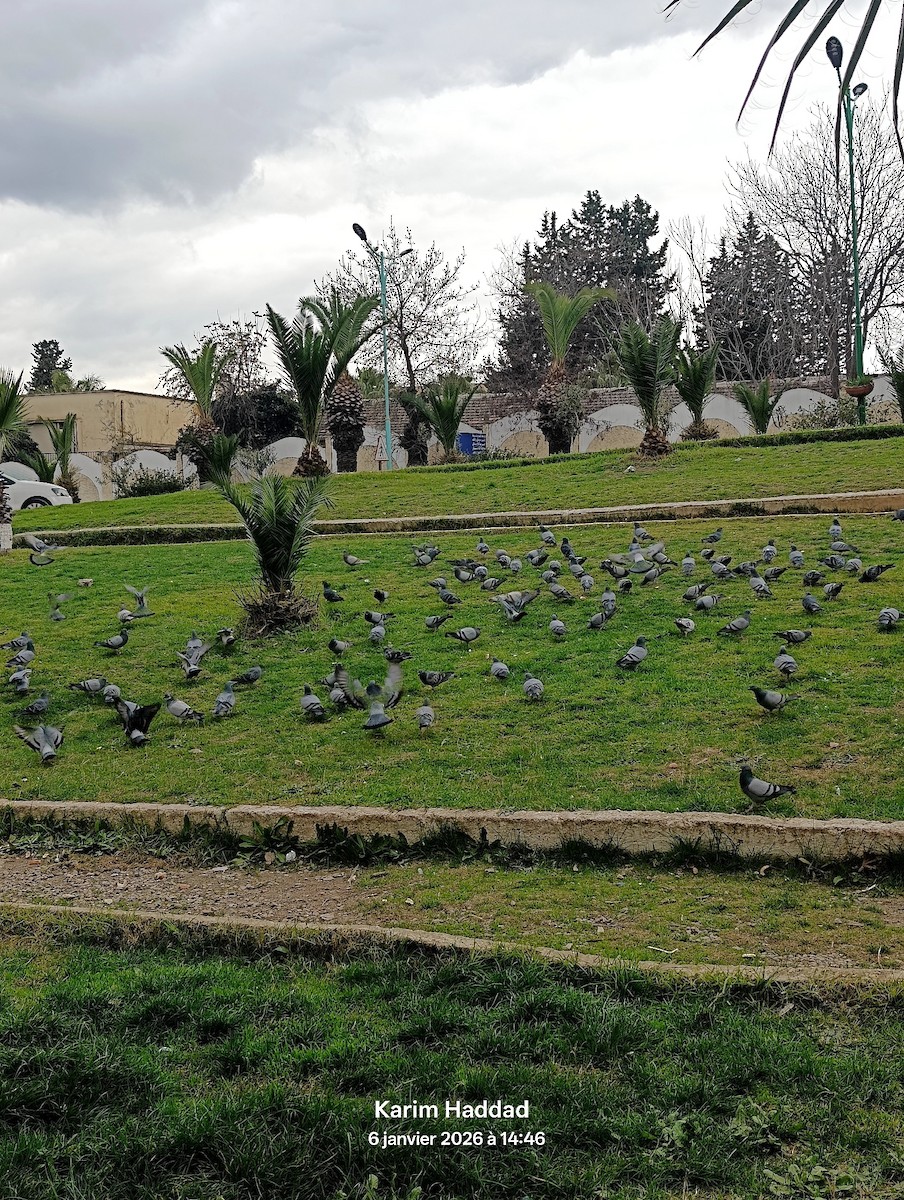 Rock Pigeon (Feral Pigeon) - ML648441736