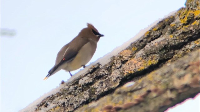 Sedir İpekkuyruğu - ML648441840