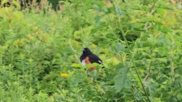 Eastern Towhee - ML648441958