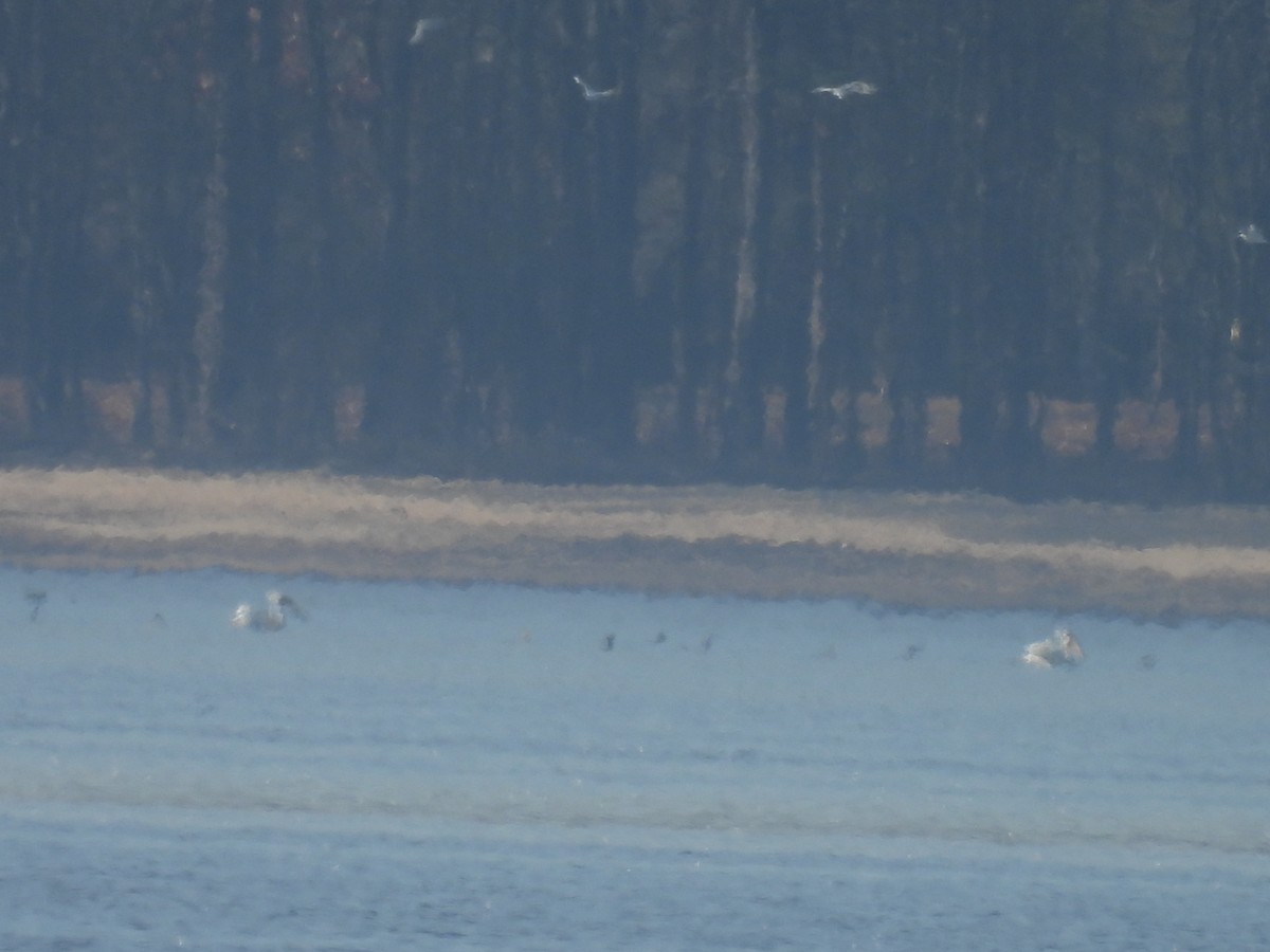 Pelícano Norteamericano - ML648442023