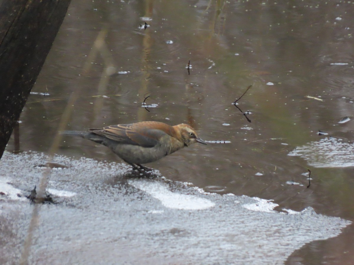 Rusty Blackbird - ML648442284