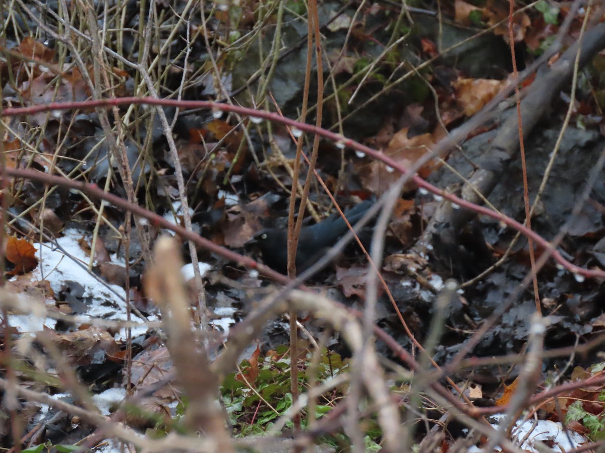 Rusty Blackbird - ML648442285