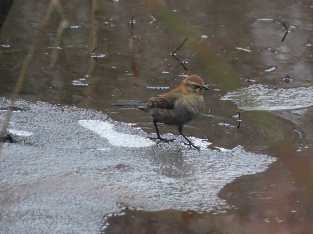 Rusty Blackbird - ML648442286