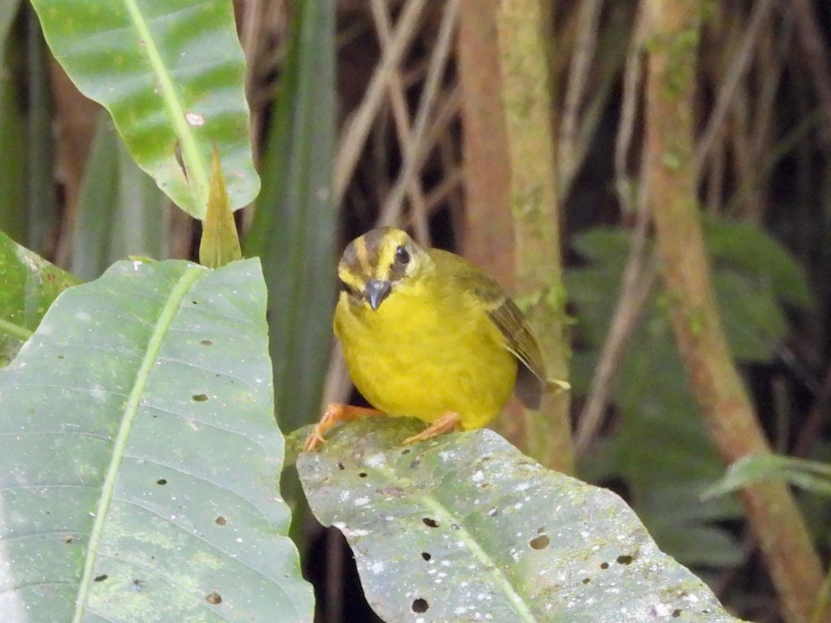 Reinita Ventridorada - ML648442335