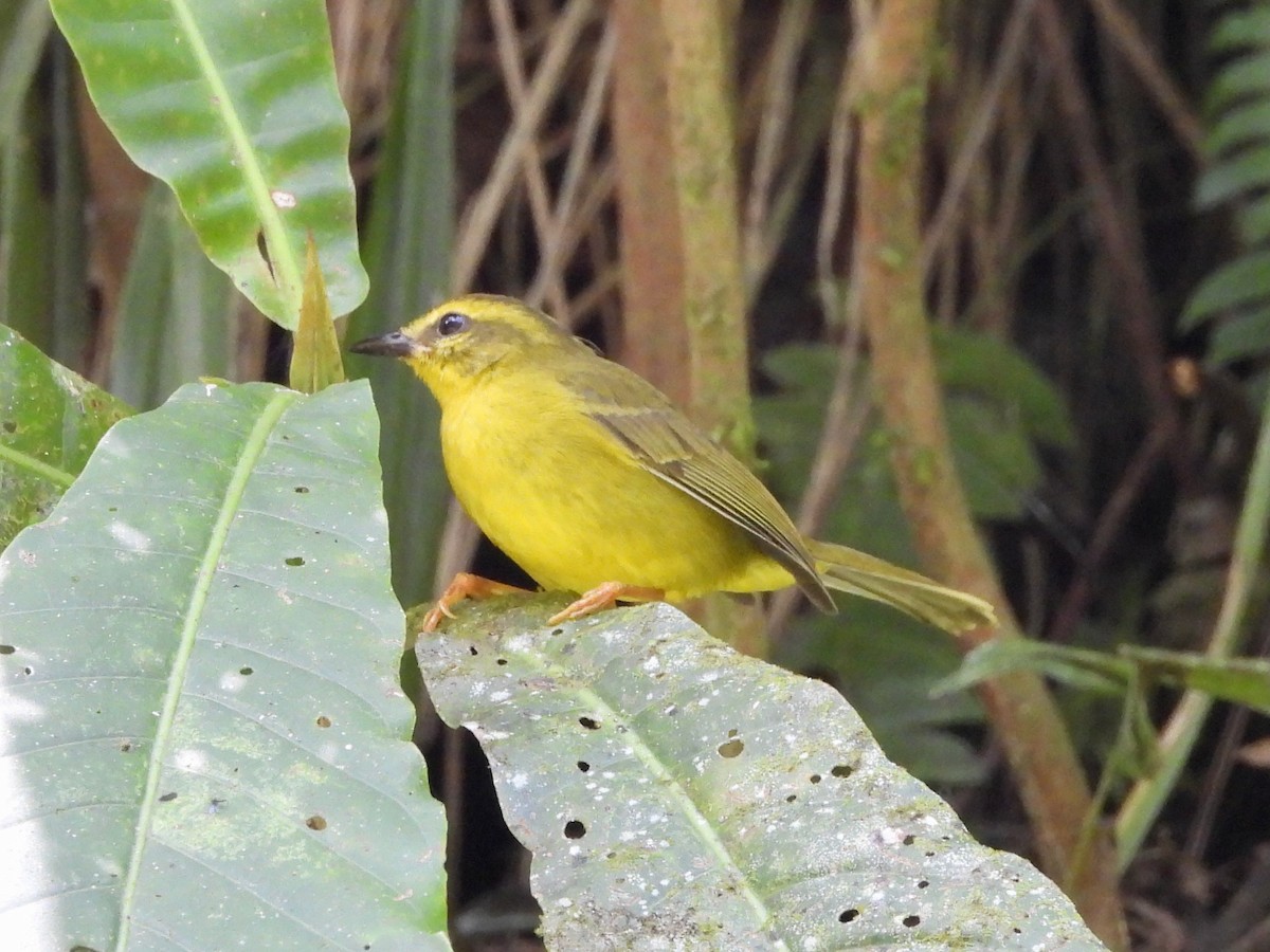 Reinita Ventridorada - ML648442336