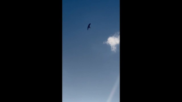 Fish Crow - ML648442476