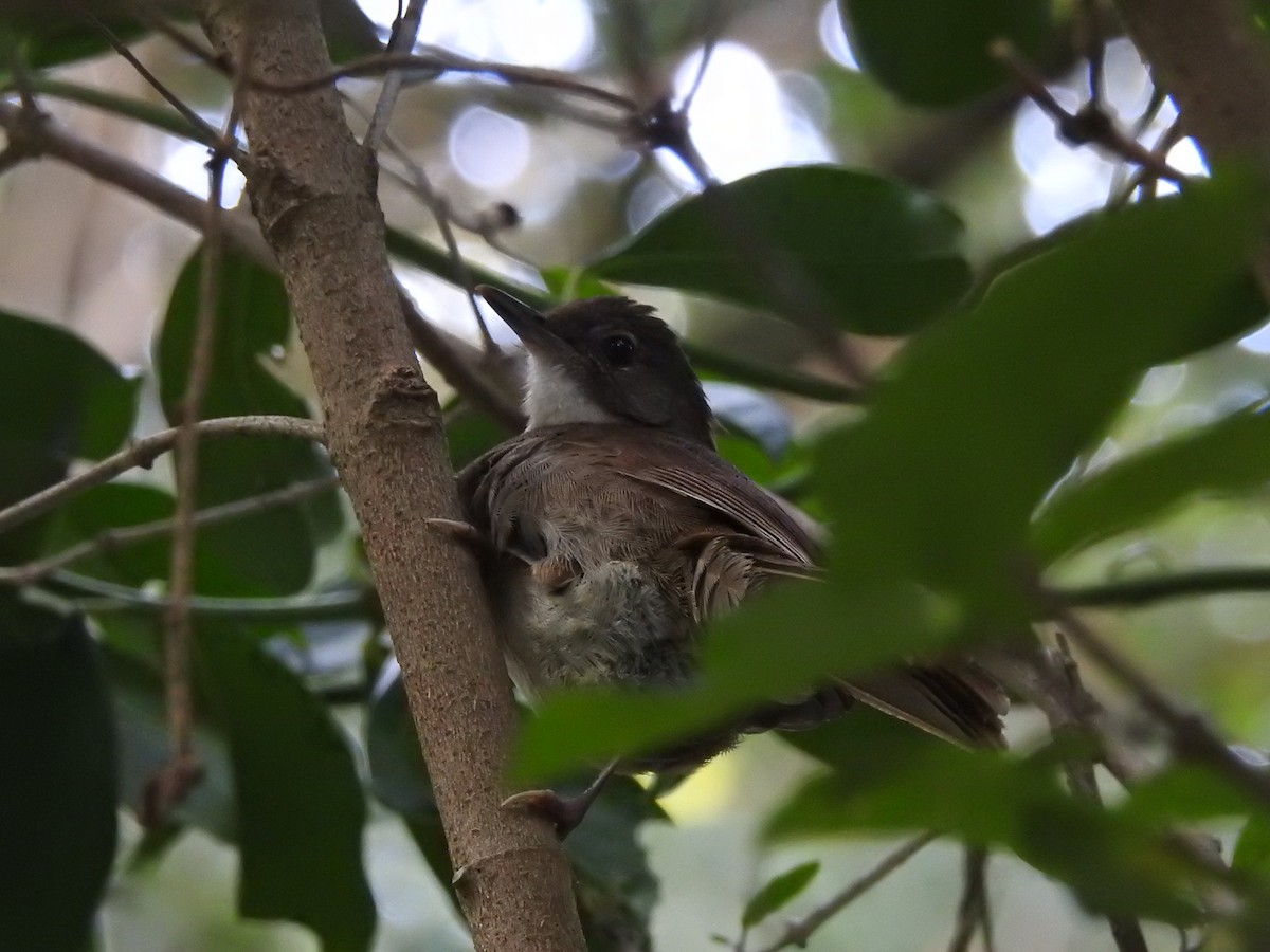 Terrestrial Brownbul - ML648442917