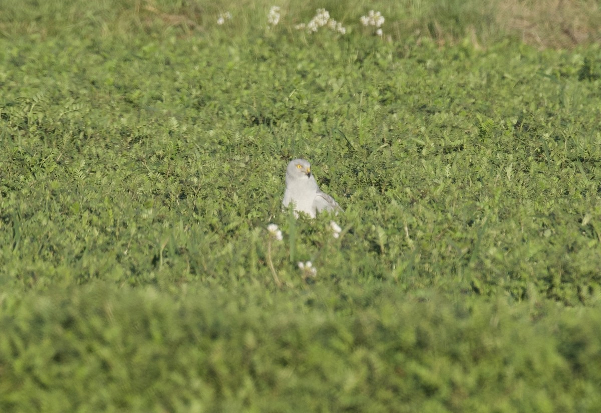 Kornweihe - ML648443249