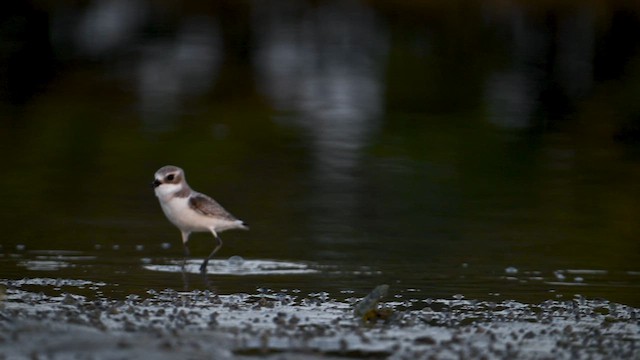 Tibetan Sand-Plover - ML648443453
