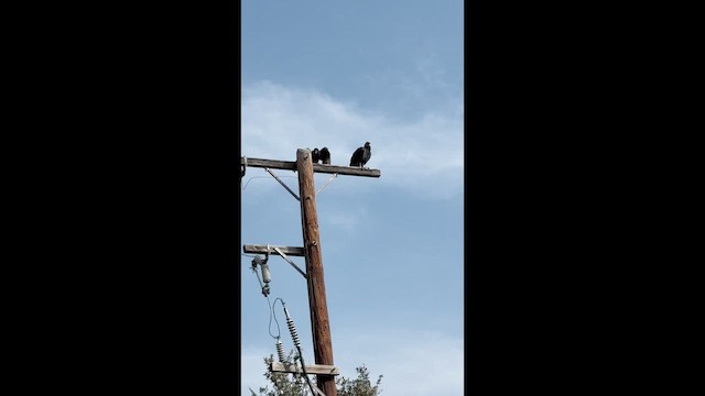 kondor havranovitý - ML648443953