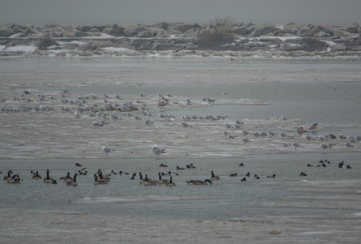 Bernache du Canada - ML648443956