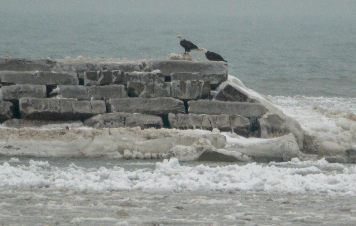 Pygargue à tête blanche - ML648444063