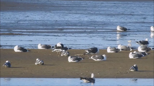 Клуша - ML648444361