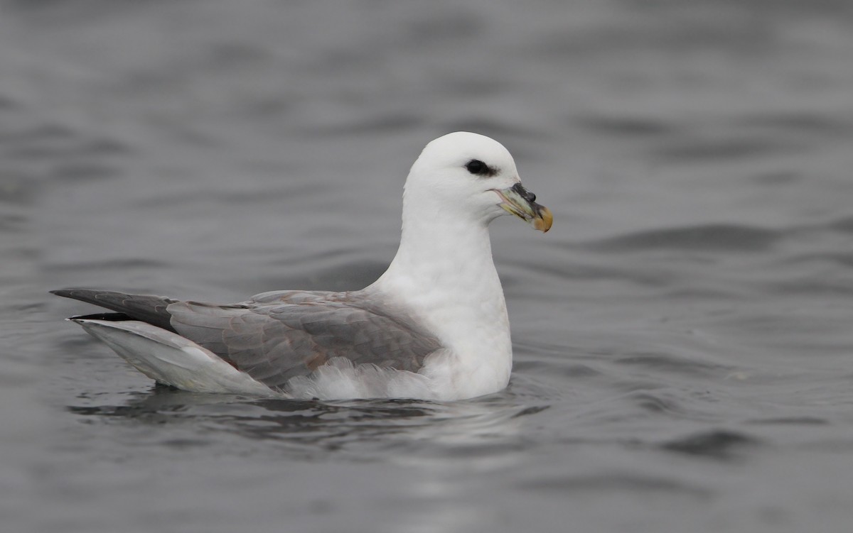 Northern Fulmar - ML64844591