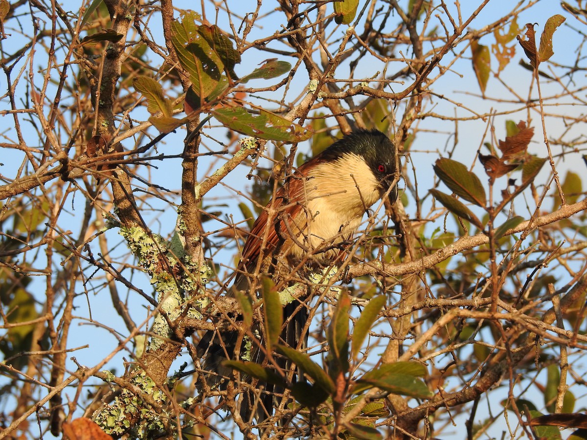 Burchell Kukalı - ML648445960