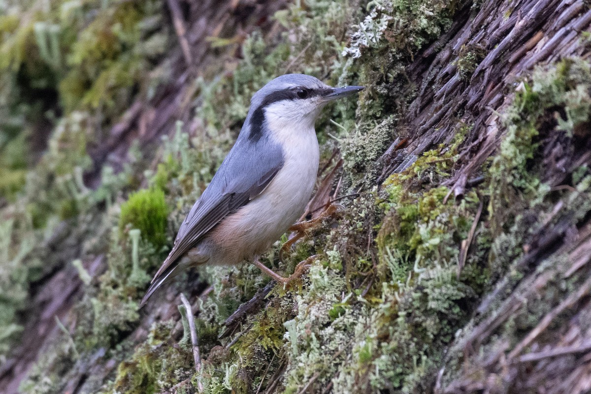 Trepador Azul (grupo europaea) - ML648446442