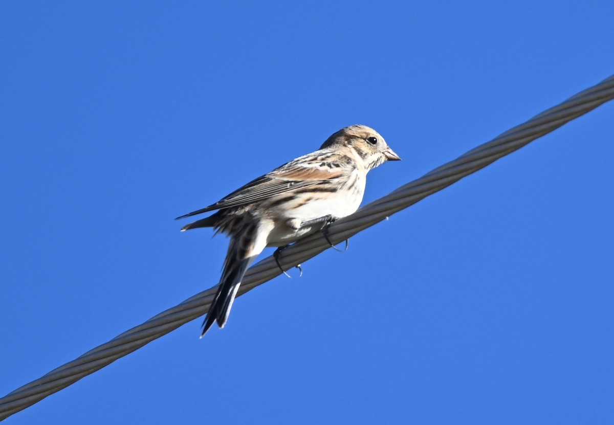 Lapland Longspur - ML648447452
