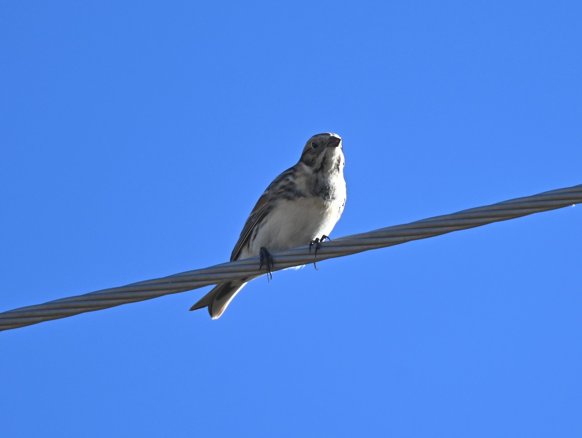 Lapland Longspur - ML648447453