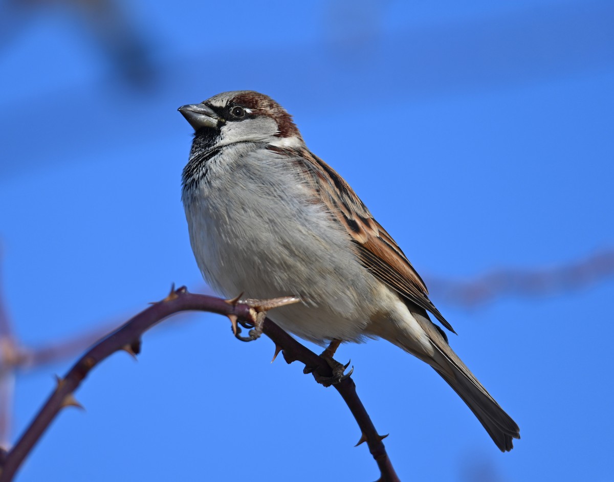 House Sparrow - ML648447581