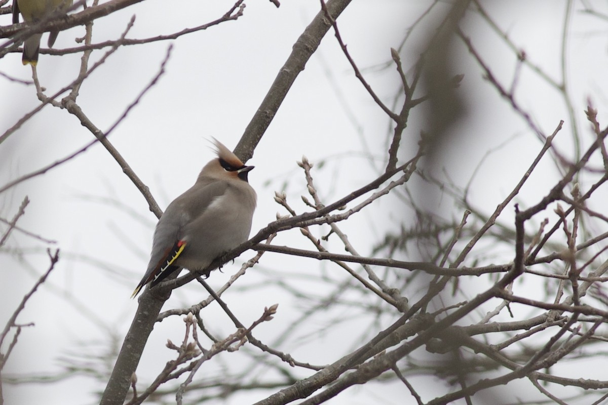 キレンジャク - ML648448136