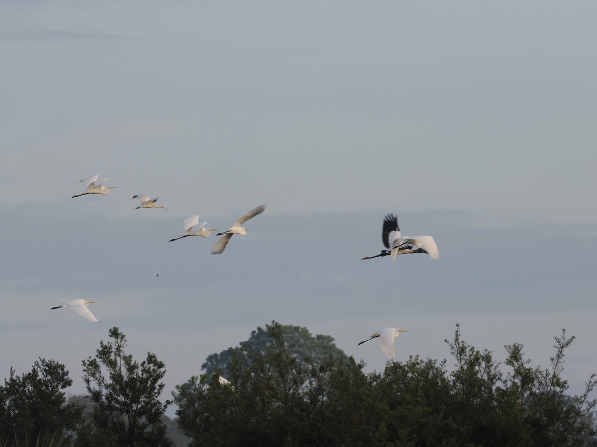 Wood Stork - ML648448185