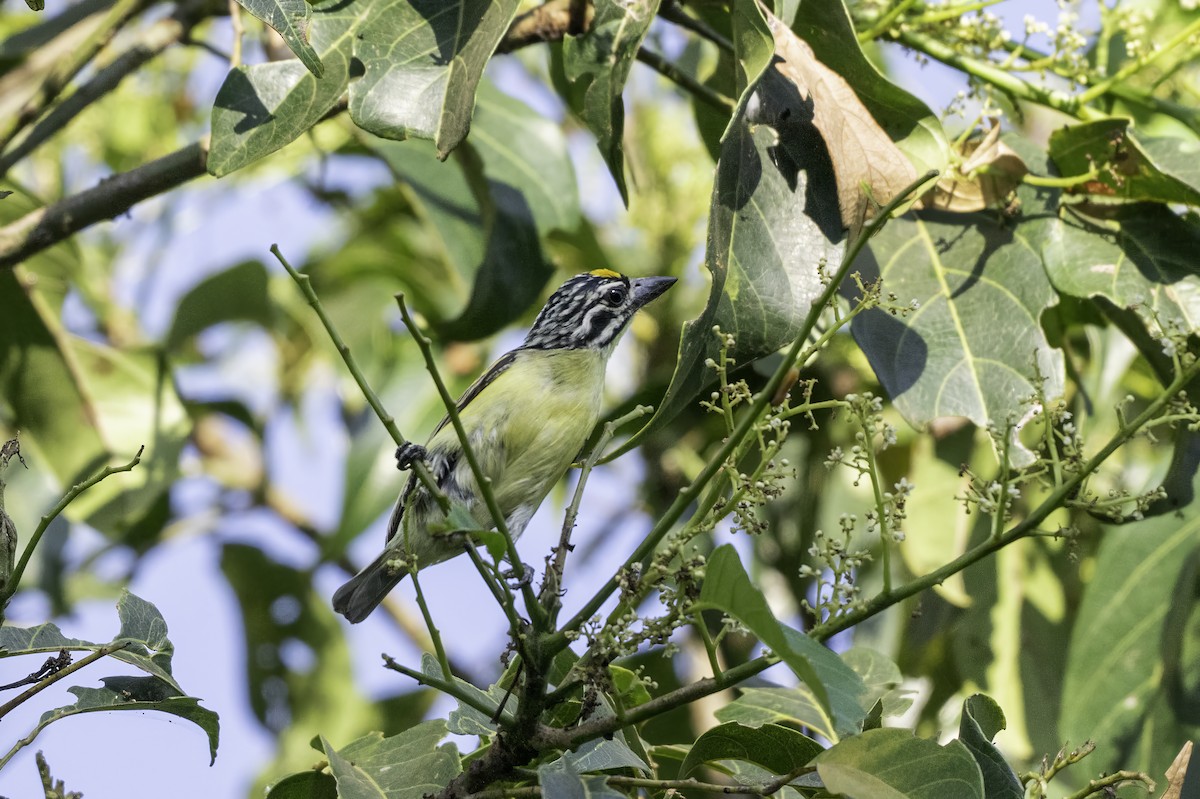 キビタイヒメゴシキドリ - ML648448389