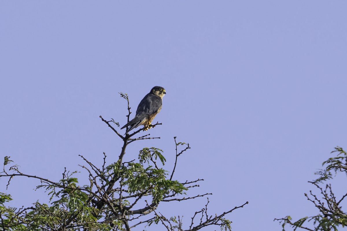 African Hobby - ML648448402