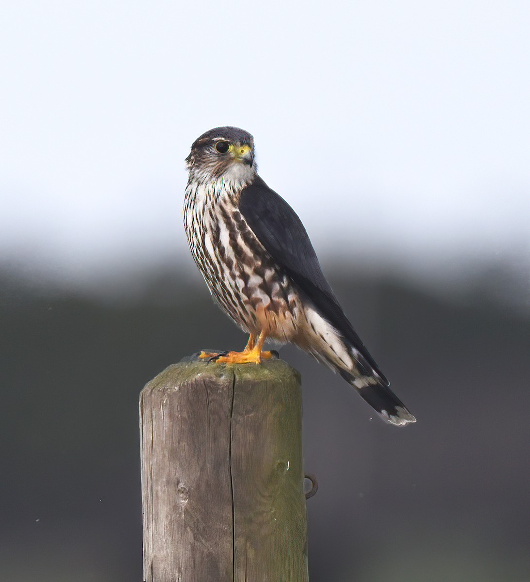 灰背隼 - ML648448485