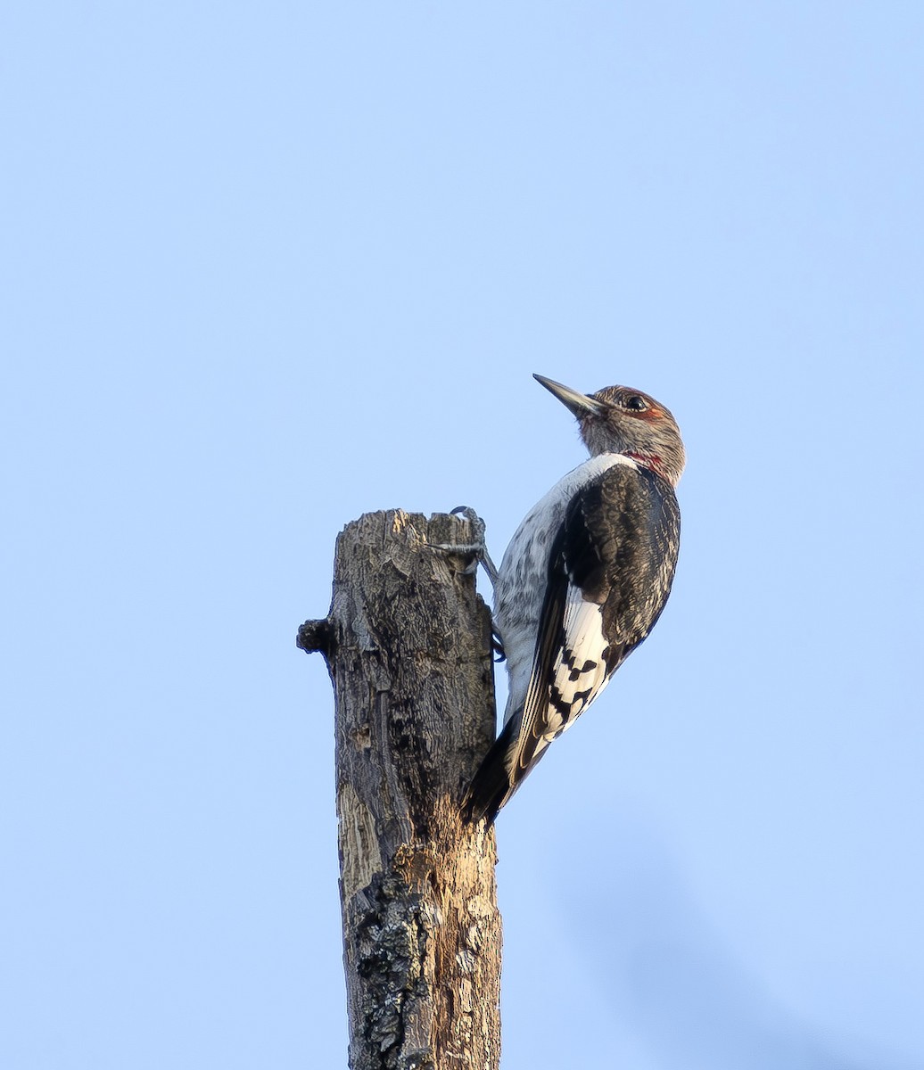 Red-headed Woodpecker - ML648448818