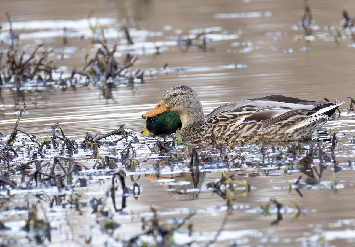 Mallard - ML648448825