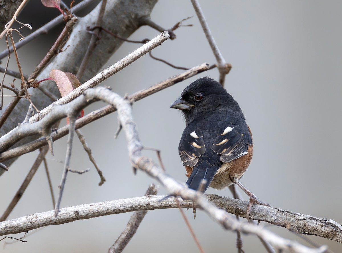 Eastern Towhee - ML648448830