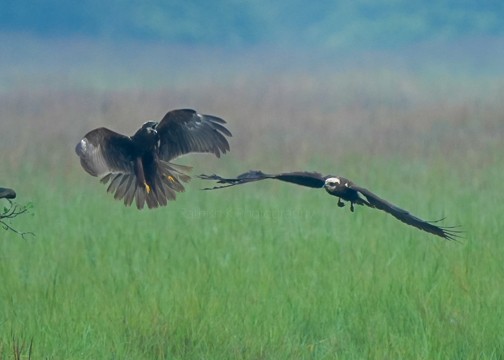 Western Marsh Harrier - ML648449553