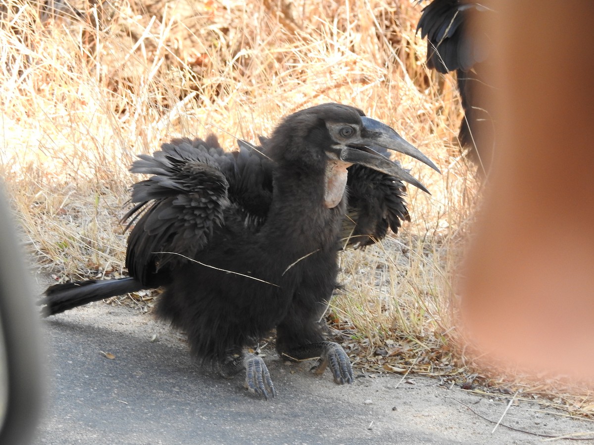 Southern Ground-Hornbill - ML648449877