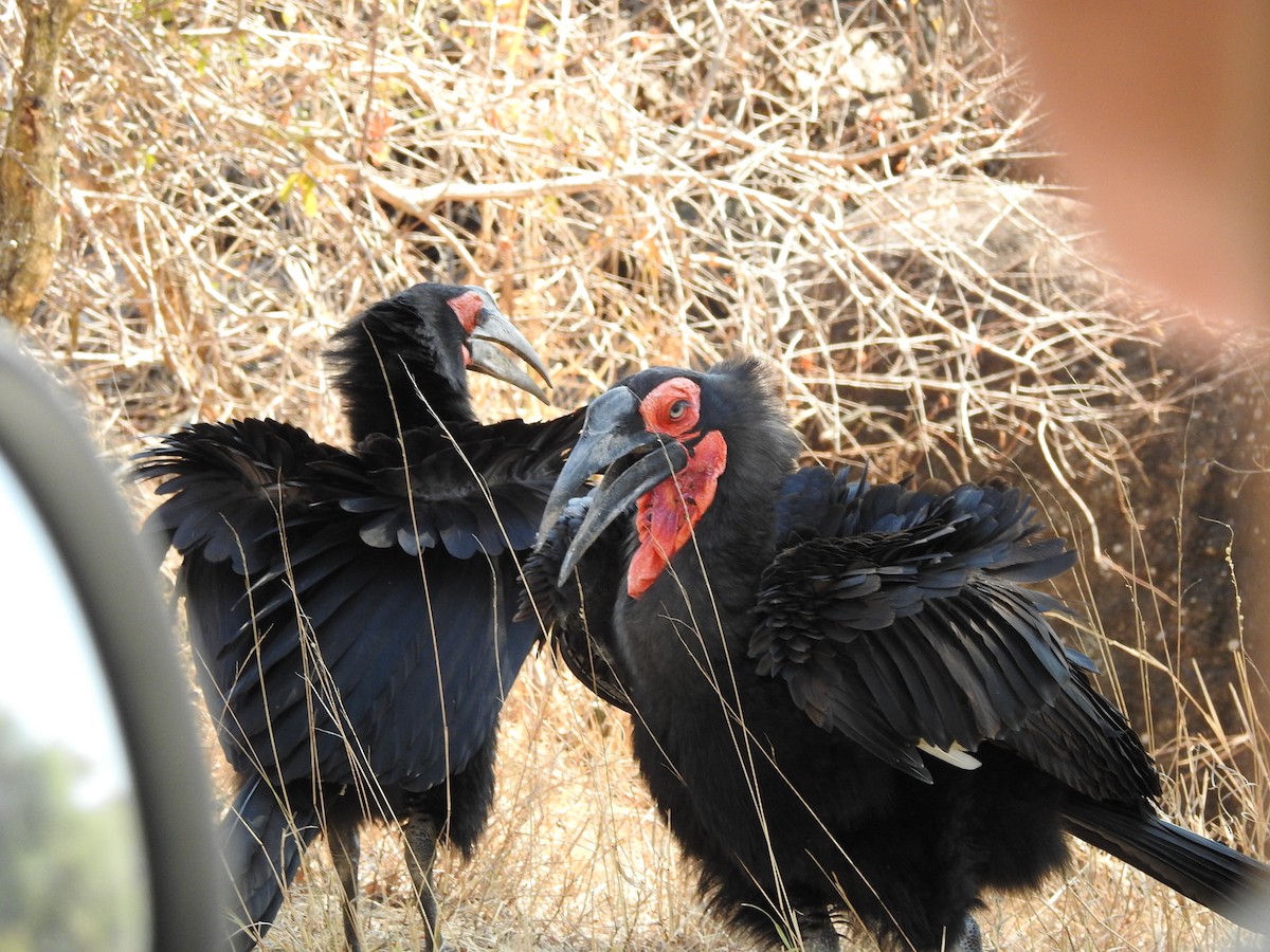 Southern Ground-Hornbill - ML648449878