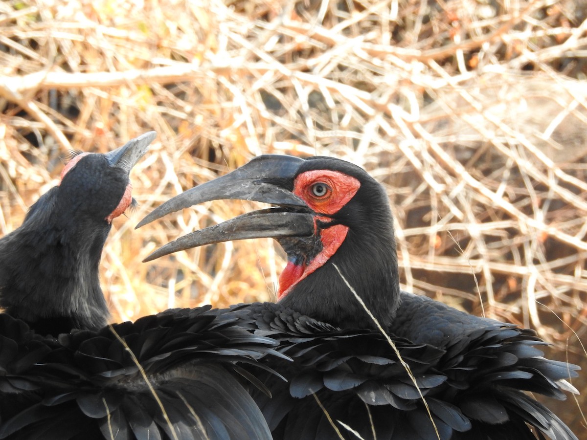 Southern Ground-Hornbill - ML648449879