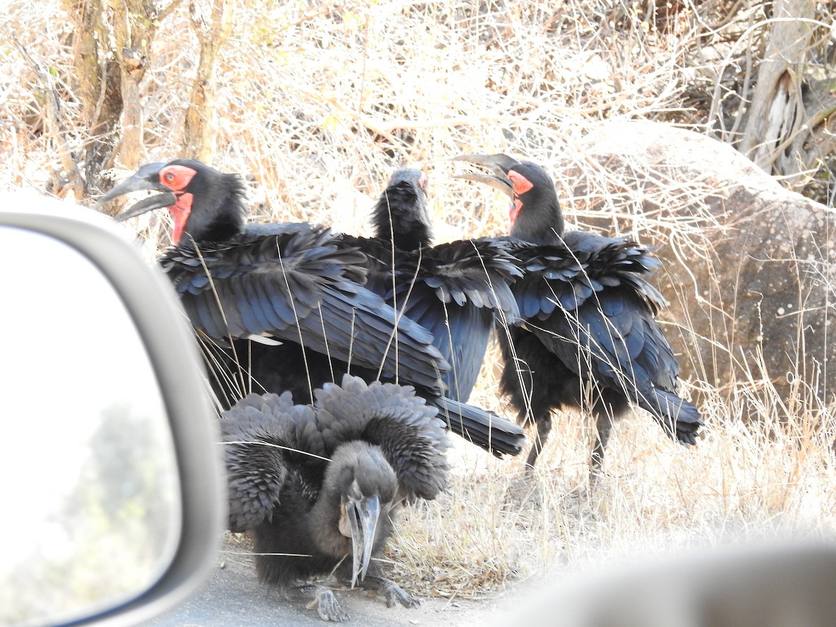 Southern Ground-Hornbill - ML648449880