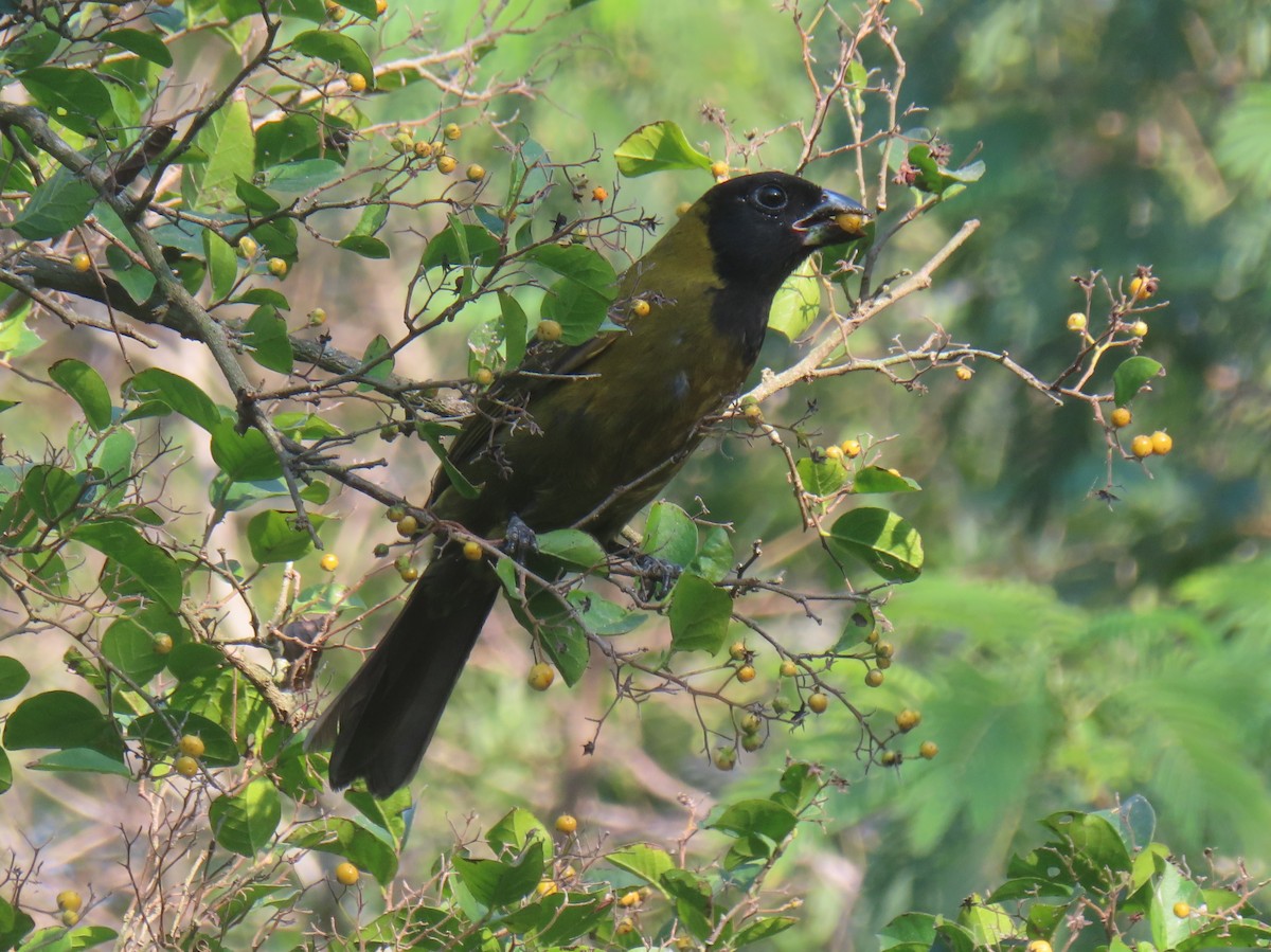 Picogrueso Acollarado - ML648450244