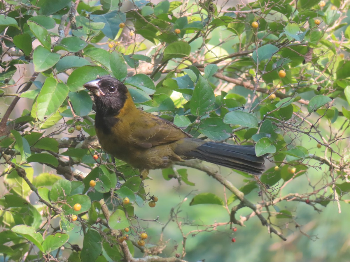 Picogrueso Acollarado - ML648450245