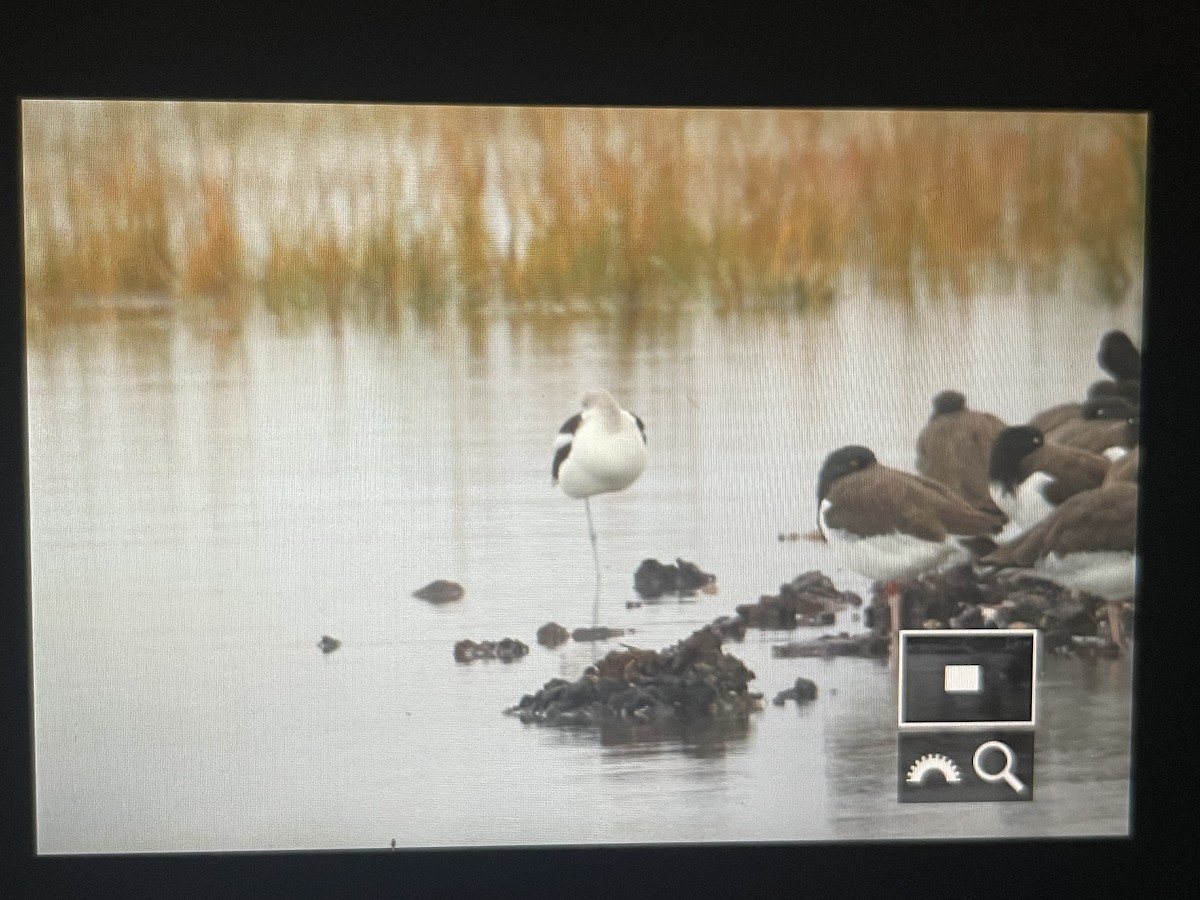 tenkozobec americký - ML648450385