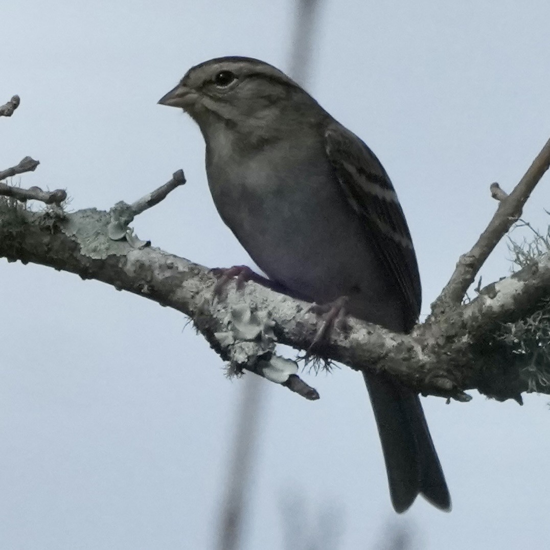 Chipping Sparrow - ML648450749