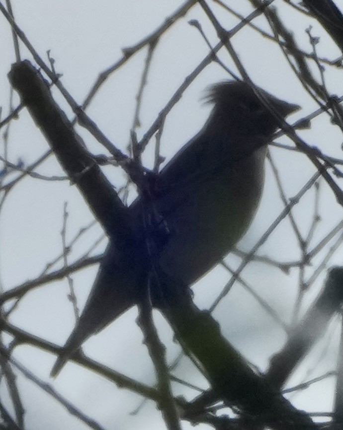 Cedar Waxwing - ML648450757