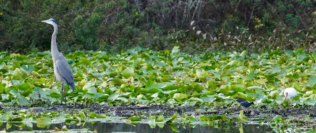 Common Gallinule - ML648450872
