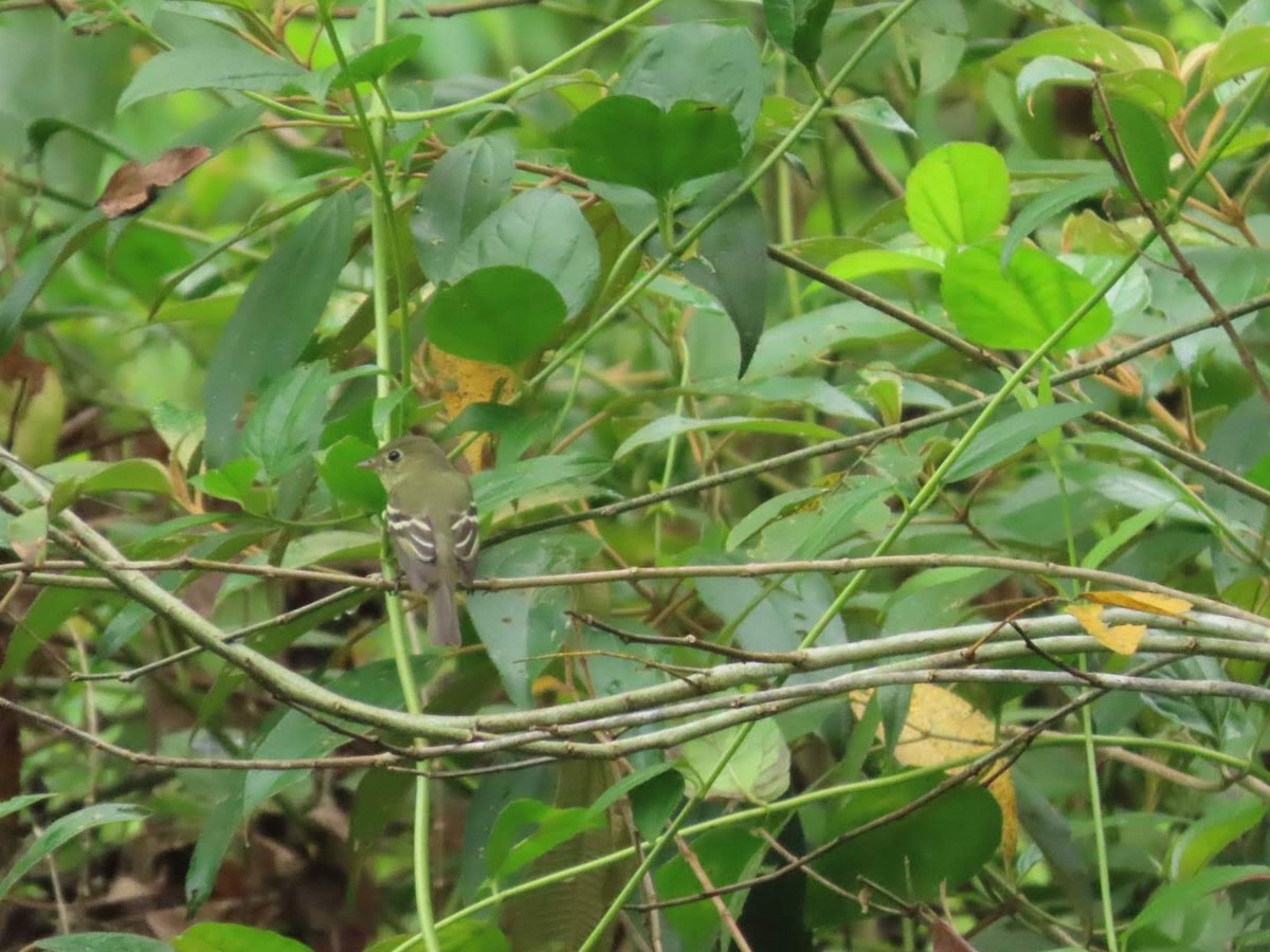 Mosquero Ventriamarillo - ML648451009