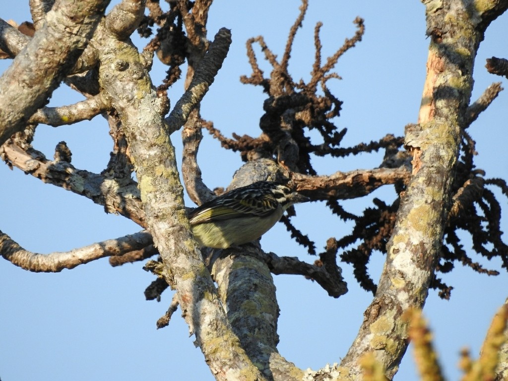 キビタイヒメゴシキドリ - ML648451216