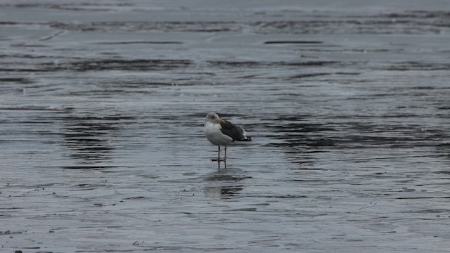 Клуша - ML648451358